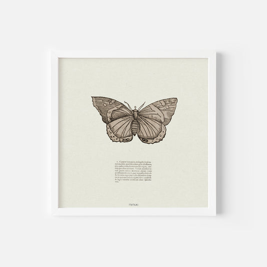 Lámina Mariposa nº1 (animalium theatrum)