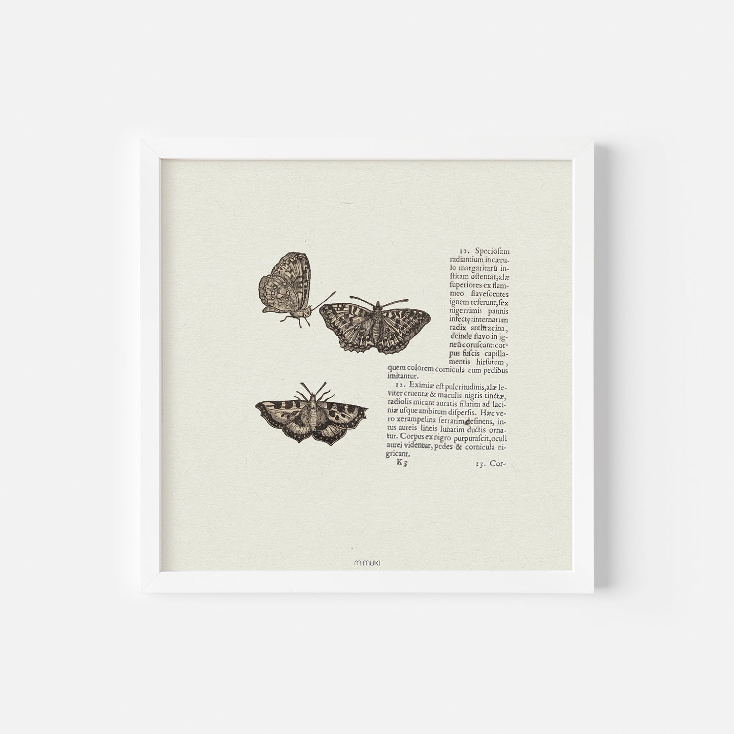 Affiche papillon nº2 (animalium theatrum)
